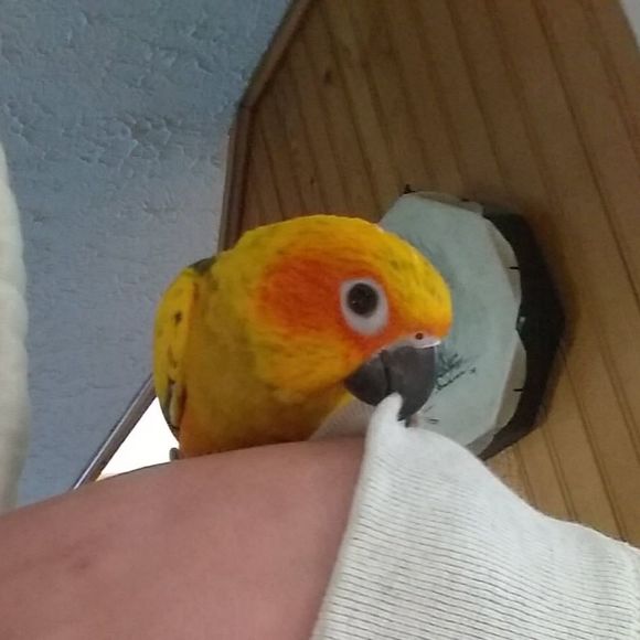 Meet your Posher, Tyler - Picture 1 of 1